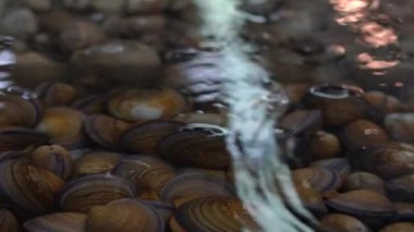 Yavaş çekimde Güney Koreli satıcı Jagalchi Balık Pazarı 'nda İstiridye Satıyor. Deniz ürünleri pazarındaki satıcılar ve Asyalılar Busan, Güney Kore-Dan sokaklarında taze yiyecek satıp satın alıyorlar.