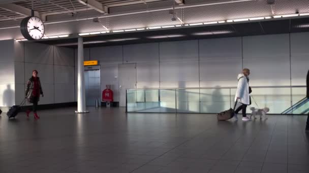 アムステルダム オランダ 12月2016 4K女性は 国際空港で犬と歩いている間に重い荷物バックパックを地面にドラッグします 旅客ターミナルラウンジゲート ダンでのフライト — ストック動画