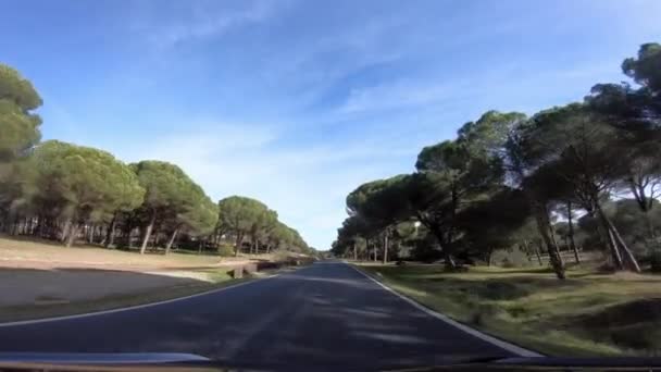 Widok Pov Jazdy Samochodem Długiej Drodze Przez Piękne Lasy Sosnowe — Wideo stockowe