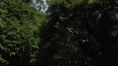 4K Orman Yolu 'ndan Asya' ya Dönecek. Yangmingshan Dağları Ulusal Parkı, Tayvan-Dan 'de aydınlık bir yaz gününde boş bir yolda araba sürmek