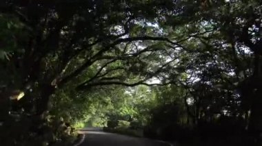 4K Orman Yolu 'ndan Asya' ya Dönecek. Yangmingshan Dağları Ulusal Parkı, Tayvan-Dan 'de aydınlık bir yaz gününde boş bir yolda araba sürmek