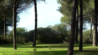 4K, RC İHA uçuşu. Ağaçların arka planında. Yüksek teknoloji yenilikleri. Uzaktan kumandalı modern bir dronu oynayan profesyonel bir oyuncu. Kameralı kırmızı ve yeşil kuadrokopter.