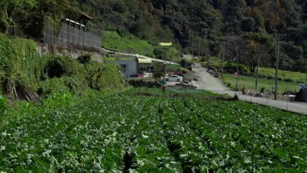 Drone Agricultura Vuela Para Rociar Fertilizante Los Campos Repollo Innovaciones — Vídeos de Stock