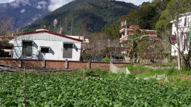 Drone Agricultura Vuela Para Rociar Fertilizante Los Campos Repollo Innovaciones — Vídeos de Stock