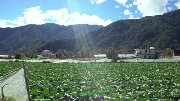 Drone Agricultura Vuela Para Rociar Fertilizante Los Campos Repollo Innovaciones — Vídeo de stock
