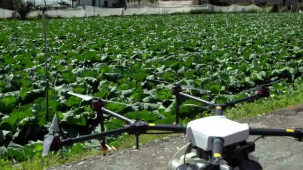 Drone Agricultura Vuela Para Rociar Fertilizante Los Campos Repollo Innovaciones — Vídeos de Stock
