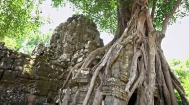 4K, Ta Som gopura, boğucu incir ile kapı. Tapınak harabelerinde yetişen ünlü çalı ağacı. Tetrameles nudiflora. Angkor Thom Kamboçya 'nın antik mimarisi. Asya 'nın popüler turistik cazibesi.