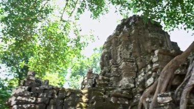 4K, Ta Som gopura, boğucu incir ile kapı. Tapınak harabelerinde yetişen ünlü çalı ağacı. Tetrameles nudiflora. Angkor Thom Kamboçya 'nın antik mimarisi. Asya 'nın popüler turistik cazibesi.
