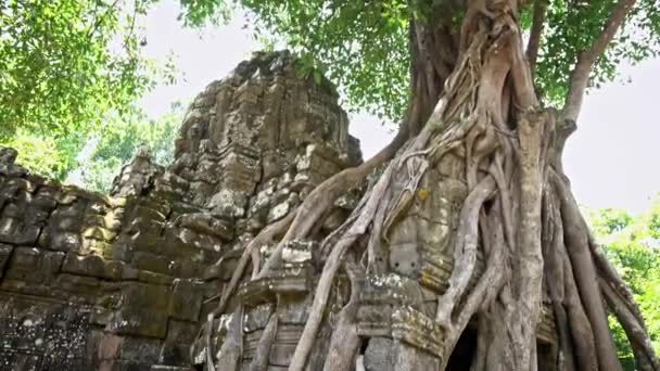 Som Gopura 絞殺者のイチジクのドア 寺院の遺跡で成長している有名なスプングの木 テトラメレス ヌーディ植物 アンコール カンボジアの古代建築 アジアの人気観光スポット Dan — ストック動画