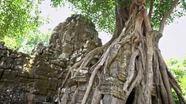 Som Gopura Ajtó Fojtogató Fügével Híres Ferde Templom Romjai Tetrameles — Stock videók