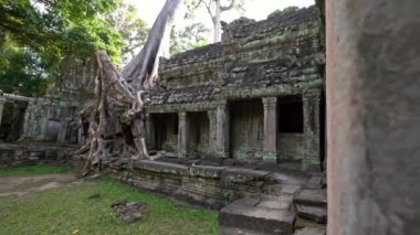 4K, Preah Khan tapınağı boğucu incirle. Kamboçya 'nın tapınak harabelerinde yetişen ünlü çalı ağacı. Tetrameles nudiflora. Antik Kamboçya mimarisi Angkor Thom. Asya-Dan 'in turistik cazibesi