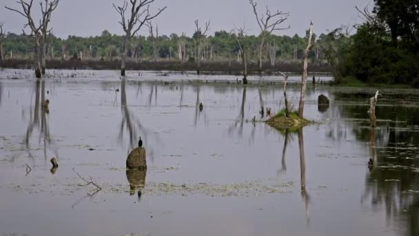 Λίμνη Κοντά Στο Ναό Khmer Του Neak Pean Τεχνητό Νησί — Αρχείο Βίντεο