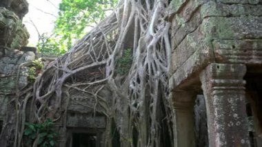 4K, Ta Prohm tapınağı ve boğucu incir. Yenilenmemiş ve hala orman ve yemyeşil bitki örtüsüyle kaplı. Tapınaklarda büyüyen büyük ağaçlar ve ağaç kökleri var. Tetrameles nudiflora - Dan