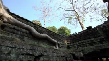 4K, Ta Prohm tapınağı ve boğucu incir. Kamboçya 'nın tapınaklarında yetişen ünlü çalı ağacı. Tetrameles nudiflora. Angkor Thom antik mimari ile Asya 'nın popüler bir turistik cazibesidir.