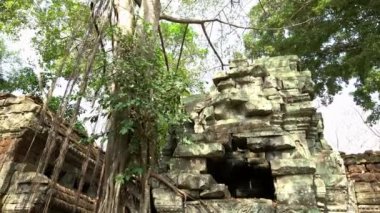 4K, Ta Prohm tapınağı ve boğucu incir. Kamboçya 'nın tapınaklarında yetişen ünlü çalı ağacı. Tetrameles nudiflora. Angkor Thom antik mimari ile Asya 'nın popüler bir turistik cazibesidir.