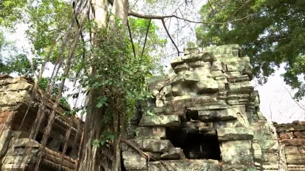 Prohm Tempel Med Strypfläns Fikon Berömda Spungträd Växer Tempel Ruiner — Stockvideo