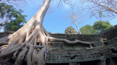 4K, Ta Prohm tapınağı ve boğucu incir. Yenilenmemiş ve hala orman ve yemyeşil bitki örtüsüyle kaplı. Tapınaklarda büyüyen büyük ağaçlar ve ağaç kökleri var. Tetrameles nudiflora - Dan