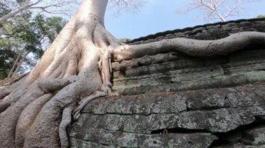 4K, Ta Prohm tapınağı ve boğucu incir. Kamboçya 'nın tapınaklarında yetişen ünlü çalı ağacı. Tetrameles nudiflora. Angkor Thom antik mimari ile Asya 'nın popüler bir turistik cazibesidir.