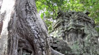4K, Ta Prohm tapınağı ve boğucu incir. Kamboçya 'nın tapınaklarında yetişen ünlü çalı ağacı. Tetrameles nudiflora. Angkor Thom antik mimari ile Asya 'nın popüler bir turistik cazibesidir.