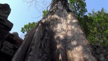 4K, Ta Prohm tapınağı ve boğucu incir. Yenilenmemiş ve hala orman ve yemyeşil bitki örtüsüyle kaplı. Tapınaklarda büyüyen büyük ağaçlar ve ağaç kökleri var. Tetrameles nudiflora - Dan