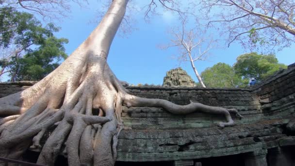 Prohm Temple Avec Étrangleur Fig Non Restauré Encore Couvert Jungle — Video