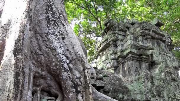Prohm寺院 絞殺図付き カンボジアの寺院遺跡で成長している有名なスプングの木 テトラメレス ヌーディ植物 古代建築のアンコール トムはアジアの人気観光スポットです Dan — ストック動画