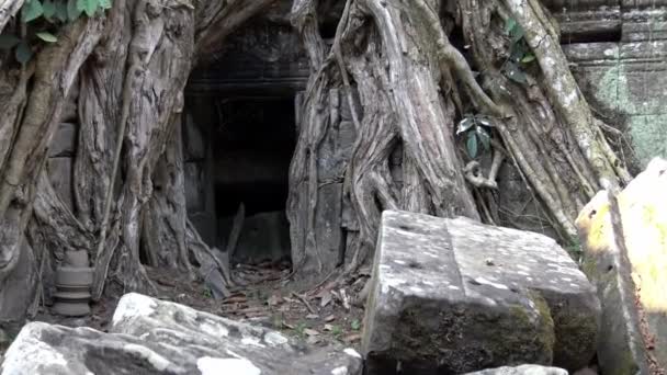 4Kは Prohm寺院の木の根に仏像の頭 アンコール カンボジアの古代遺跡 アジアのシェムリアップの近くの人気の観光地 仏神像段 — ストック動画