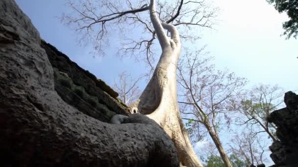 Chrám Prohm Uškrceným Fíkem Neobnovená Stále Pokrytá Džunglí Bujnou Vegetací — Stock video