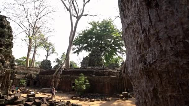 2018年4月19日 カンボジアのシェムリアップ観光客はアンコールトムのTa Phrom寺院を訪れます サイアム リアップ近くの考古学寺院 カンボジアの有名なランドマーク 人気の観光地 Dan — ストック動画