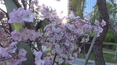 4K, Ağaç Çiçeği 'nden Kiraz Sakura Pembe Çiçekler Güney Kore' de Seul şehrinde şubeler
