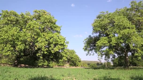 Beautifu Panoramische Natürliche Nussbäume Dan — Stockvideo