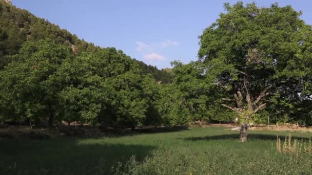 Gyönyörű Panoráma Természeti Mogyoró Fák Dan — Stock videók