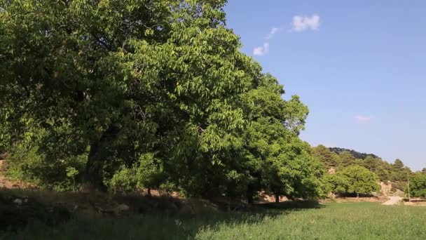 Gyönyörű Panoráma Természeti Mogyoró Fák Dan — Stock videók