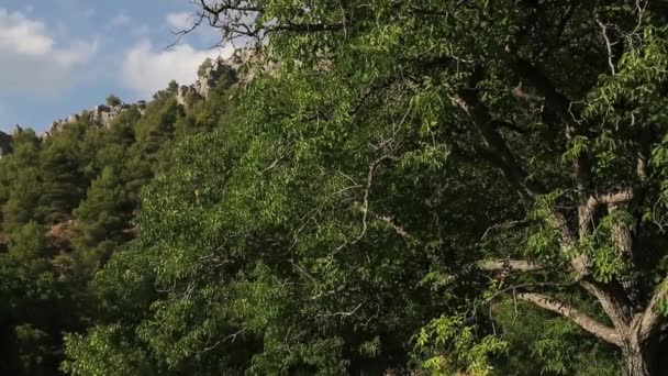 Beautifu Panorâmico Natural Nut Árvores Dan — Vídeo de Stock