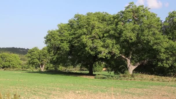 Beautifu Panoramische Natürliche Nussbäume Dan — Stockvideo