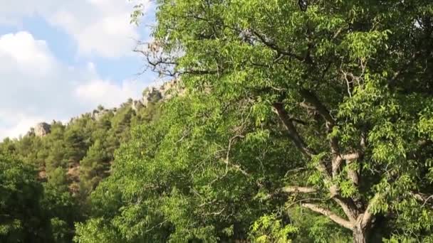 Beautifu Panoramic Natural Nut Trees Dan — Stock Video