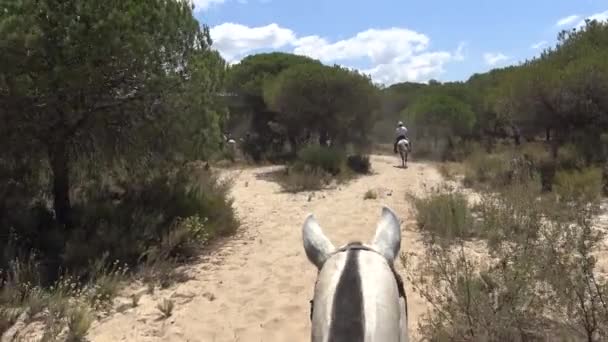 Groep Van Vrouwen Mannen Cowboys Paardrijden Een Rustige Weg Rijden — Stockvideo