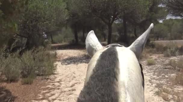 Grupo Mulheres Homens Cowboys Montando Cavalos Uma Estrada Pacífica Passeio — Vídeo de Stock