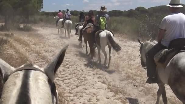 平和な道を馬に乗っている女性と男性のカウボーイの4Kグループは 夏の暑い日にコトドアナのピナールを通って乗っています 松の木と砂丘砂ダンと森 — ストック動画