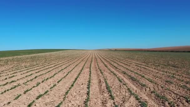 Vista Elevada Sobre Brote Girasol Recientemente Ascendido Vista Aérea Superior — Vídeo de stock