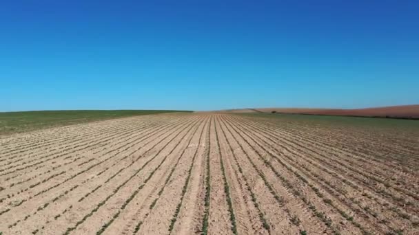 Förhöjd Utsikt Över Ung Solros Plantor Som Växer Ett Fält — Stockvideo