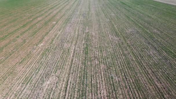 Vista Elevata Germoglio Grano Recentemente Asceso Vista Aerea Superiore Del — Video Stock