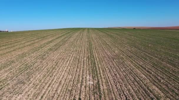 Vue Surélevée Sur Jeune Semis Blé Poussant Dans Champ Vue — Video