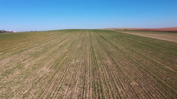 Tarlada Yetişen Genç Bir Ayçiçeğinin Buğday Fidanlarının Manzarası Yükseldi Çayırların — Stok video