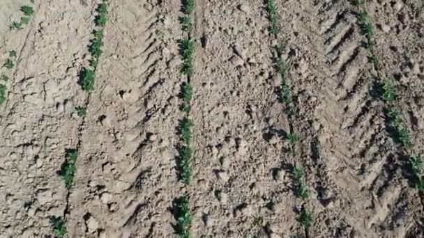 4K, vue surélevée sur des pousses de tournesol récemment montées. Vue aérienne supérieure des rangées de prés de tournesol en germination. Nature paysage germant vert tournesol agricole-Dan 