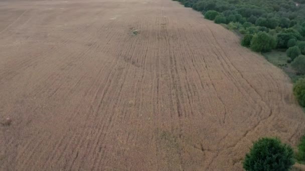 金小麦作物の空中ビューは スペインの田園地帯の木の風景とパノラマを飛んできました 農場での麦の耳 — ストック動画