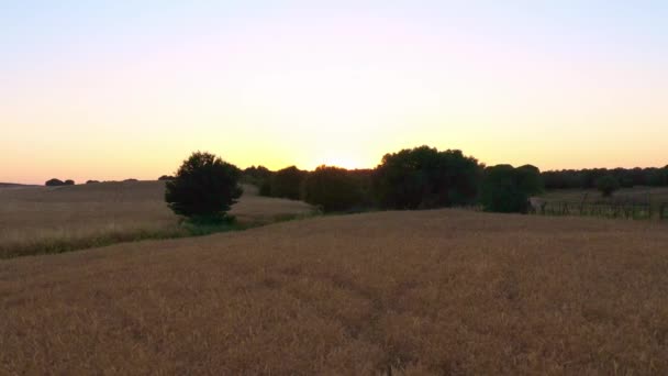 金小麦作物の空中ビューは スペインの田園地帯の木の風景とパノラマを飛んできました 農場での麦の耳 — ストック動画