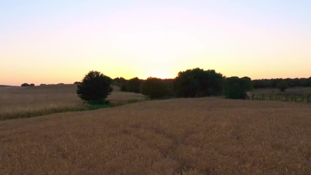 Aerial View Gold Wheat Crop Flied Panorama Tree Landscape Rural — Stock video