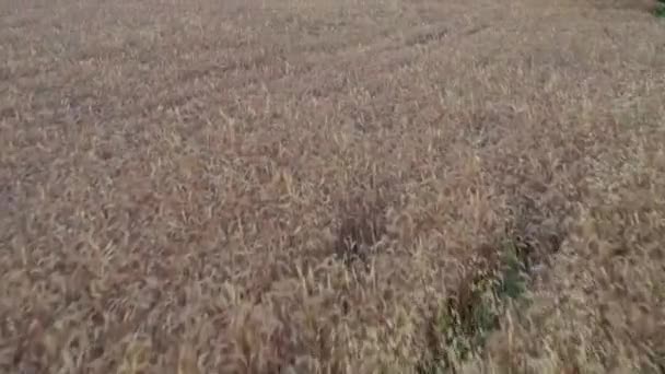 Vista Aérea Del Paisaje Panorámico Del Trigo Dorado Campo Rural — Vídeo de stock