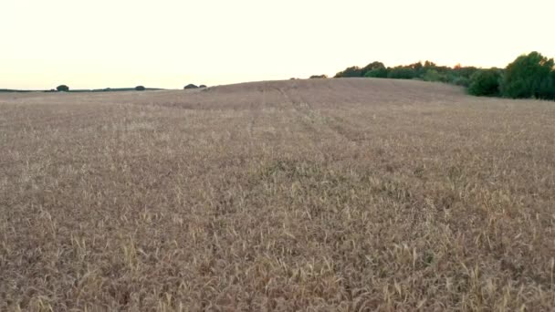 4K, vue aérienne de la récolte de blé d'or a créé un panorama avec paysage arboré, campagne rurale en Espagne. Portes de blé à la ferme Dan 